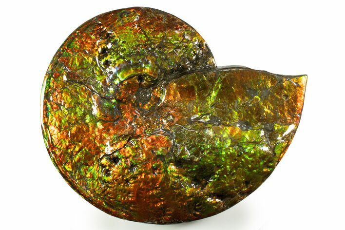 Ammonite Fossil with Mosasaur Bite Marks - Precious Ammolite! #334655